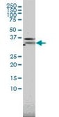 Monoclonal Anti-PILRA antibody produced in mouse clone 3C2, purified immunoglobulin, buffered aqueous solution