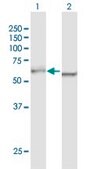Anti-DDX5 antibody produced in mouse purified immunoglobulin, buffered aqueous solution