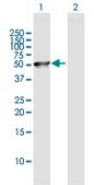 Anti-C8orf30A antibody produced in mouse IgG fraction of antiserum, buffered aqueous solution