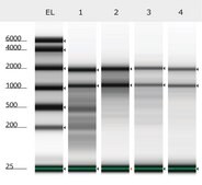 Nucleic Acid Preservation buffer, microbial DNA free Stabilizes and protects DNA and RNA
