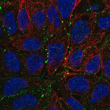 Anti-Cldn23 Antibody Produced In Rabbit Prestige Antibodies&#174; Powered by Atlas Antibodies, affinity isolated antibody, buffered aqueous glycerol solution