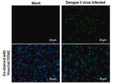 Monoclonal Anti-Dengue virus Envelope protein antibody produced in mouse clone GT643, affinity isolated antibody