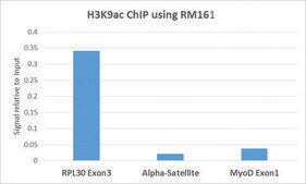 Anti-Acetyl-Histone H3 (Lys9) antibody, Rabbit monoclonal recombinant, expressed in HEK 293 cells, clone RM161, purified immunoglobulin