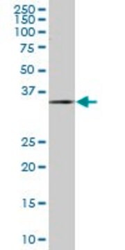Monoclonal Anti-ZWINT antibody produced in mouse clone 1B7, purified immunoglobulin, buffered aqueous solution