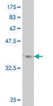 ANTI-LHX1 antibody produced in mouse clone 1C11, purified immunoglobulin, buffered aqueous solution