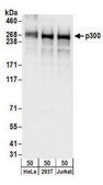Rabbit anti-p300 Antibody, Affinity Purified Powered by Bethyl Laboratories, Inc.