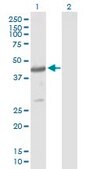 Anti-PSCD4 antibody produced in mouse IgG fraction of antiserum, buffered aqueous solution