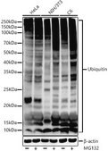 Anti-Ubiquitin Antibody, clone 5J3V7, Rabbit Monoclonal