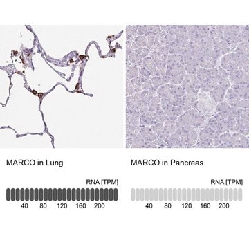 Anti-MARCO antibody produced in rabbit Prestige Antibodies&#174; Powered by Atlas Antibodies, affinity isolated antibody, buffered aqueous glycerol solution
