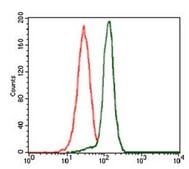 Anti-PPM1A, clone 7F12 Antibody clone 7F12, from mouse