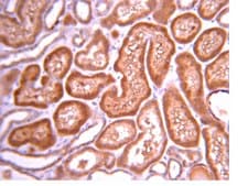 抗-PI3激酶抗体，p110β from rabbit, purified by affinity chromatography