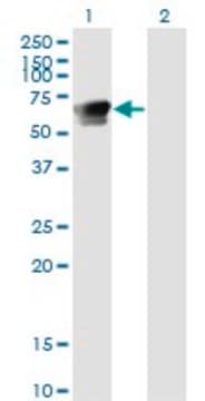 Monoclonal Anti-GRB7 antibody produced in mouse clone 3C12, purified immunoglobulin, buffered aqueous solution