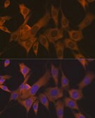 Anti-eIF3B Antibody, clone 4T9V1, Rabbit Monoclonal