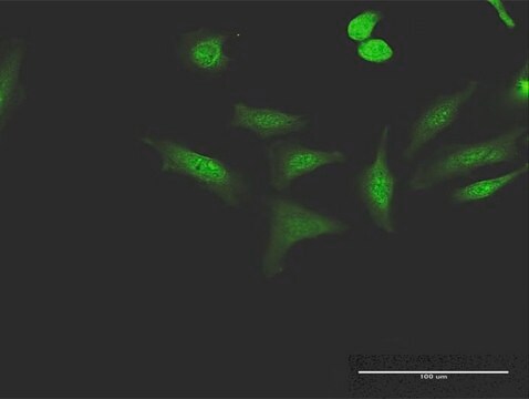 Anti-CCNT1 antibody produced in mouse purified immunoglobulin, buffered aqueous solution