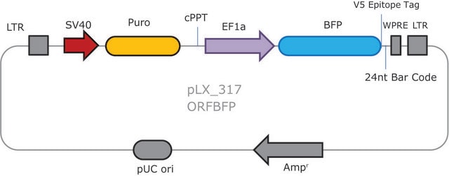 MISSION&#174; TRC3 ORF BFP Lentivirus Control