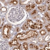 Anti-GPRC5C antibody produced in rabbit Prestige Antibodies&#174; Powered by Atlas Antibodies, affinity isolated antibody, buffered aqueous glycerol solution