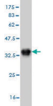 Monoclonal Anti-AURKB, (N-terminal) antibody produced in mouse clone 6G8, purified immunoglobulin, buffered aqueous solution