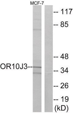 Anti-OR10J3 antibody produced in rabbit affinity isolated antibody