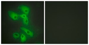 Anti-JIP2 antibody produced in rabbit affinity isolated antibody