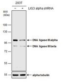 Anti-LIG3 antibody produced in rabbit affinity isolated antibody, buffered aqueous solution