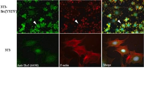 Anti-TKS5 (SH3 #1) Antibody from rabbit