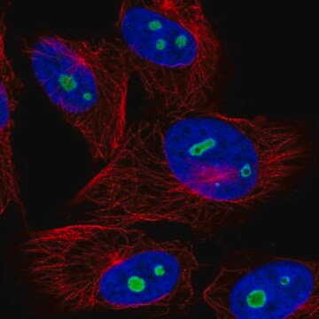 Anti-NOC3L antibody produced in rabbit Prestige Antibodies&#174; Powered by Atlas Antibodies, affinity isolated antibody