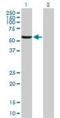 Anti-LGP1 antibody produced in mouse IgG fraction of antiserum, buffered aqueous solution
