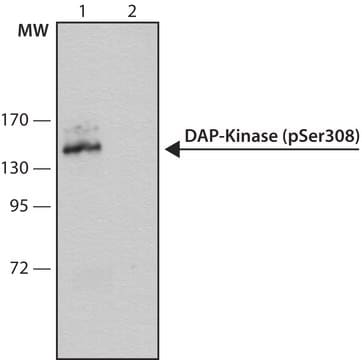 Anti-phospho-DAP-Kinase (pSer308) antibody, Mouse monoclonal clone DKPS308, purified from hybridoma cell culture