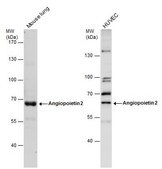 Anti-ANGPT2 antibody produced in rabbit affinity isolated antibody, buffered aqueous solution