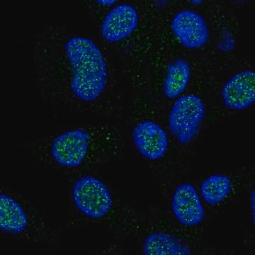 Anti-HECTD1 antibody produced in rabbit Prestige Antibodies&#174; Powered by Atlas Antibodies, affinity isolated antibody