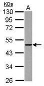 Anti-THUMPD2 antibody produced in rabbit affinity isolated antibody, buffered aqueous solution