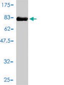 Monoclonal Anti-IL11RA antibody produced in mouse clone 2D4-F4, purified immunoglobulin, buffered aqueous solution