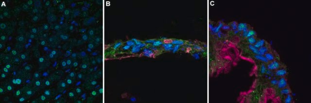Anti-HNF-4alpha Antibody, clone 4C19 ZooMAb&#174; Rabbit Monoclonal recombinant, expressed in HEK 293 cells