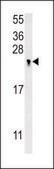 ANTI-REG3G (CENTER) antibody produced in rabbit IgG fraction of antiserum, buffered aqueous solution