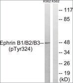 Anti-phospho-Ephrin B1/B2/B3 (pTyr324) antibody produced in rabbit affinity isolated antibody