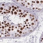 Anti-HIST1H1T antibody produced in rabbit Prestige Antibodies&#174; Powered by Atlas Antibodies, affinity isolated antibody