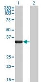 Monoclonal Anti-HAX1 antibody produced in mouse clone 1D2, purified immunoglobulin, buffered aqueous solution
