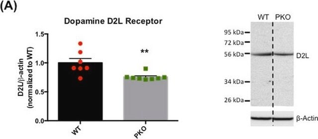 Anti-Dopamine D2 Receptor Antibody, cytoplasmic domain, long form Chemicon&#174;, from rabbit