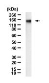 Anti-FLT4 Antibody, clone 2F4 ZooMAb&#174; Rabbit Monoclonal recombinant, expressed in HEK 293 cells