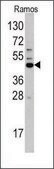 Anti-HS2ST1 (center) antibody produced in rabbit IgG fraction of antiserum, buffered aqueous solution