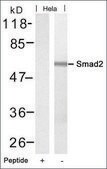 Anti-SMAD2 (Ab-220) antibody produced in rabbit affinity isolated antibody