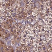Anti-AMDHD2 antibody produced in rabbit Prestige Antibodies&#174; Powered by Atlas Antibodies, affinity isolated antibody, buffered aqueous glycerol solution