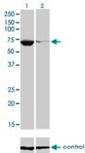 Monoclonal Anti-EBF antibody produced in mouse clone 1G8, purified immunoglobulin, buffered aqueous solution