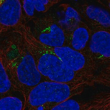 Anti-PDXDC1 antibody produced in rabbit Prestige Antibodies&#174; Powered by Atlas Antibodies, affinity isolated antibody
