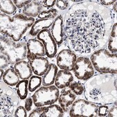 Anti-HINT2 antibody produced in rabbit Prestige Antibodies&#174; Powered by Atlas Antibodies, affinity isolated antibody, buffered aqueous glycerol solution