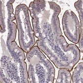 Anti-SLC22A18 antibody produced in rabbit Prestige Antibodies&#174; Powered by Atlas Antibodies, affinity isolated antibody
