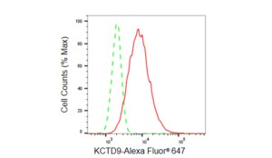 Anti KCTD9 Antibody, clone 23GB6305, Rabbit Monoclonal clone 23GB6305, recombinant rabbit monoclonal, expressed in HEK293 cells