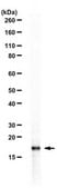 Anti-dimethyl Histone H3 (Lys27) from chicken, purified by affinity chromatography