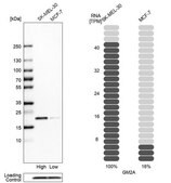Anti-GM2A antibody produced in rabbit Prestige Antibodies&#174; Powered by Atlas Antibodies, affinity isolated antibody, buffered aqueous glycerol solution