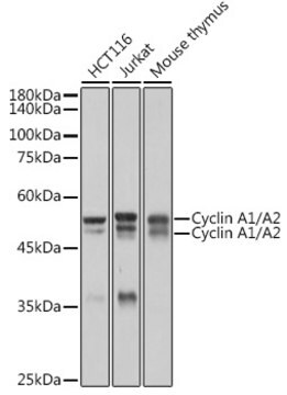 Anti-Cyclin A1/A2 Antibody, clone 10O1C8, Rabbit Monoclonal